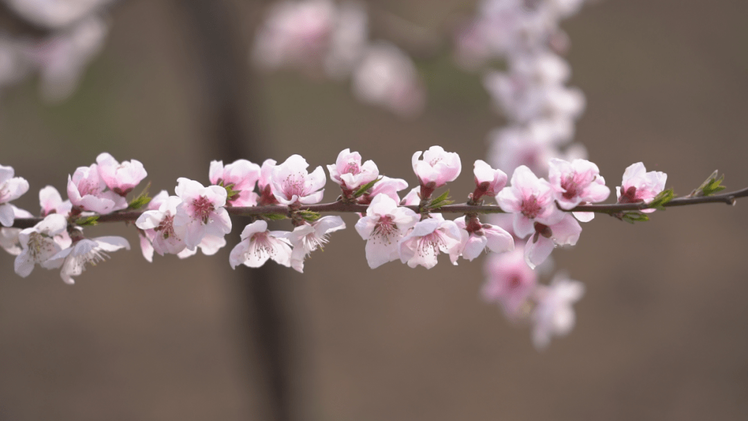 临潼零口桃花图片