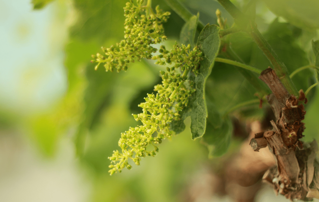 香满芝兰