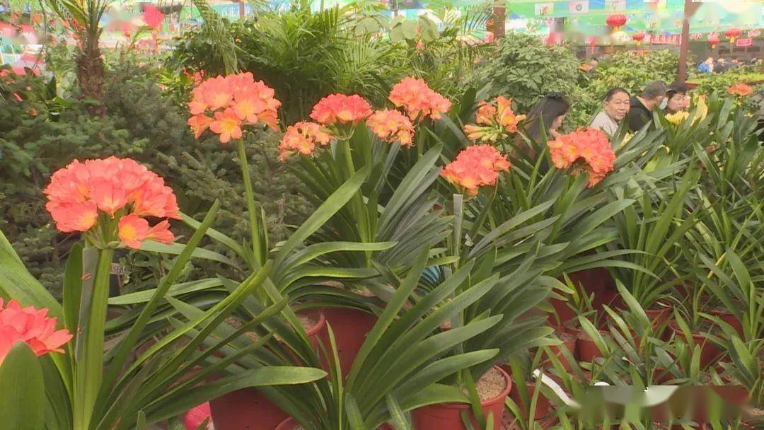 第十七届中国长春君子兰节盛大开幕_展销_花卉_交流