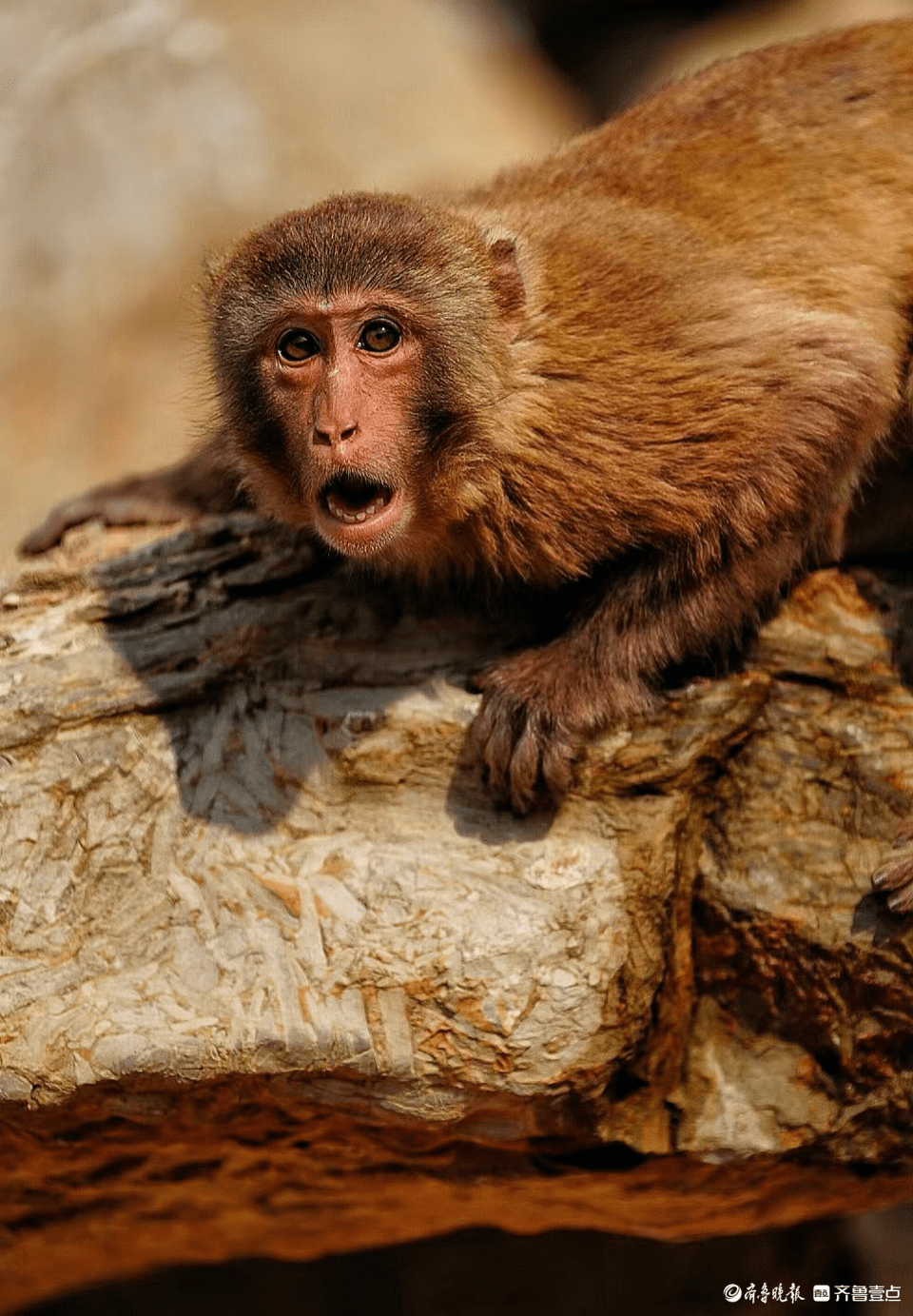 猴子惊讶表情包图片