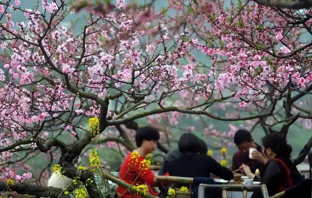 龍泉山桃花殺瘋了!6條爆冷門線路這周就衝!_獅湖_成都_粉色