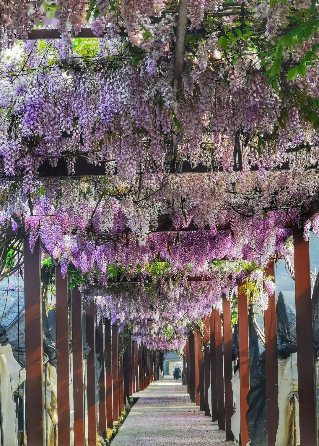紫藤萝廊架图片