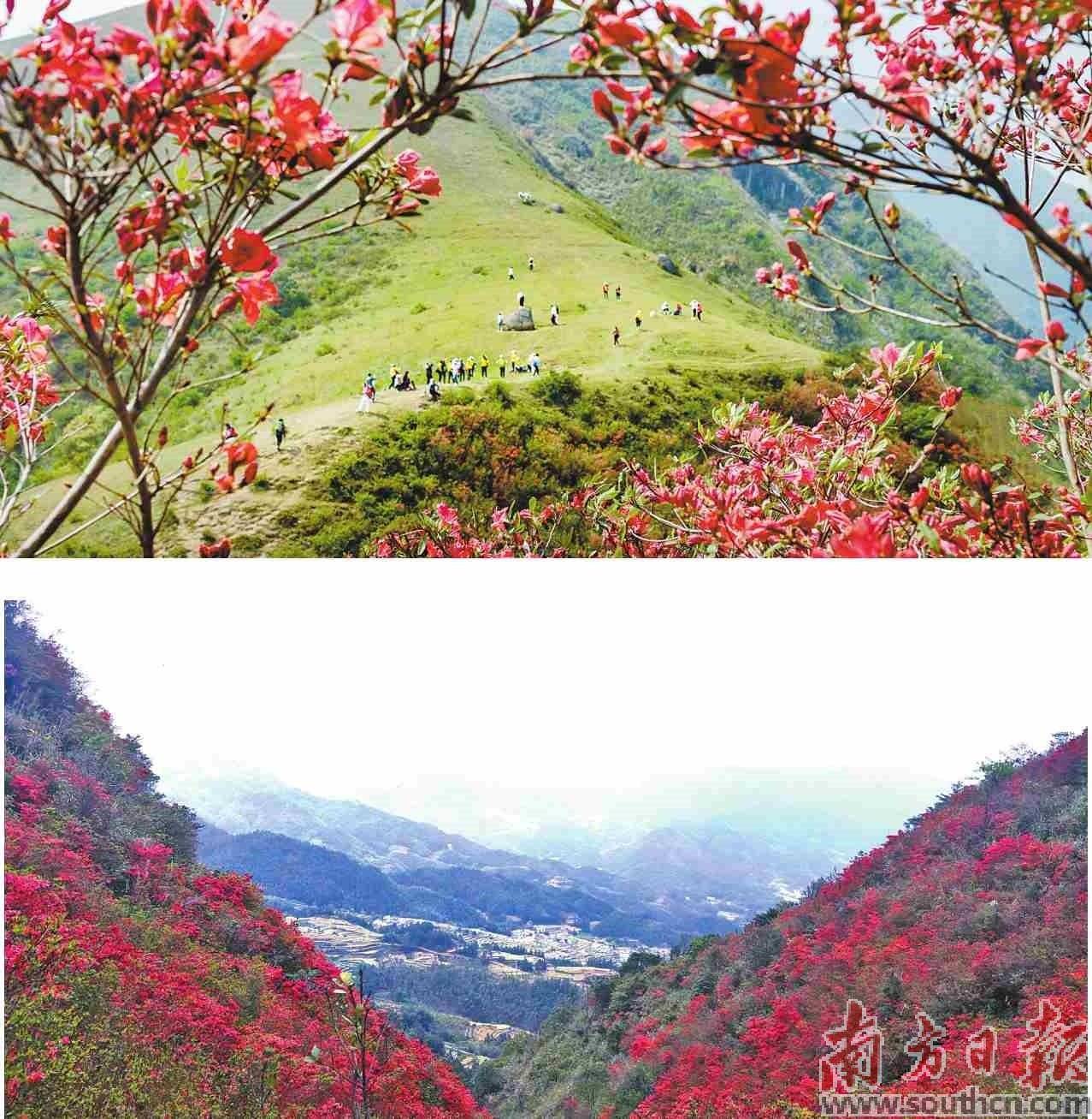 踯躅花（踯躅花图片） 第2张