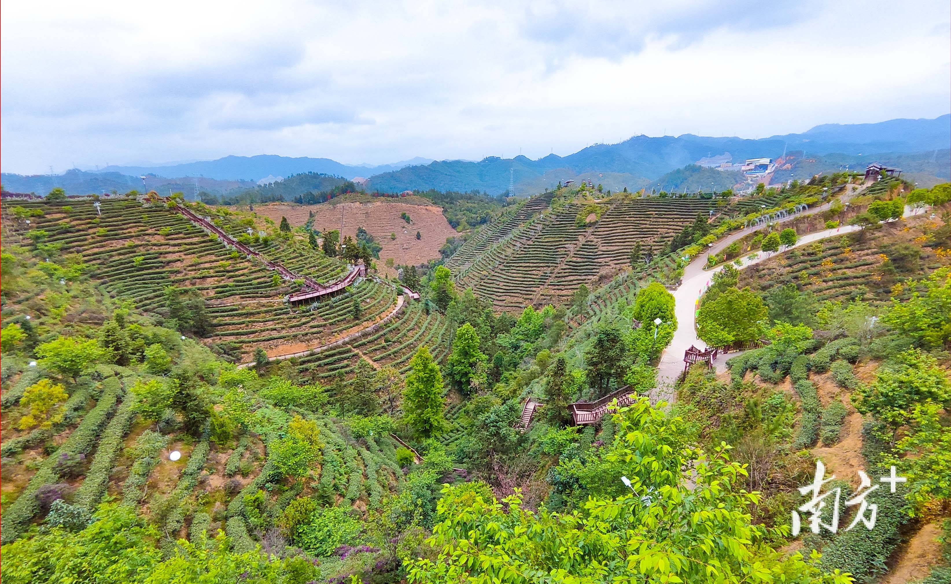 走读河源 | 三月春色早 "明前"采茶忙_紫金_茶叶_种植