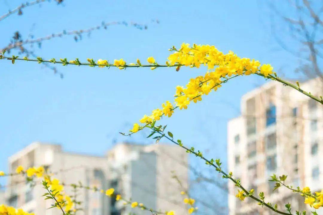 藏在大学里的成都春天