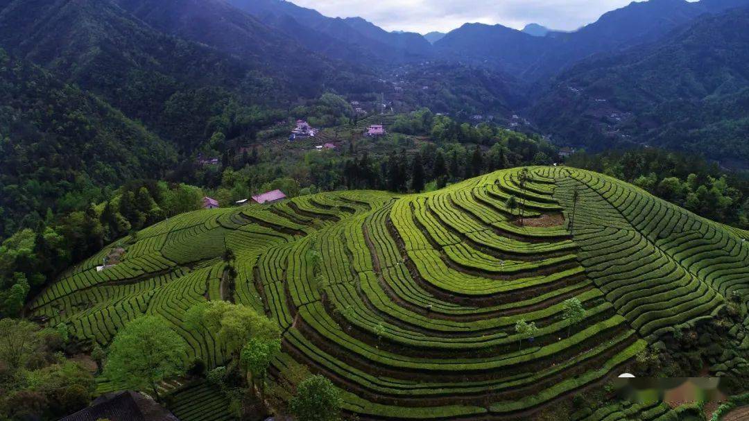 春天的茶鄉_五峰_茶園_茶樹