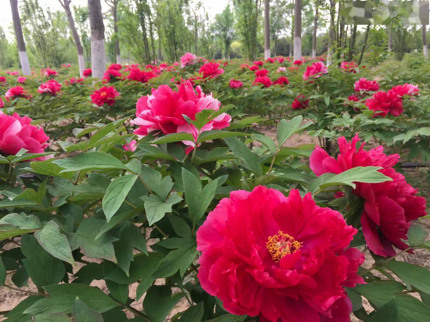 春风十里，赏花走起！大兴区赏花地图已上线