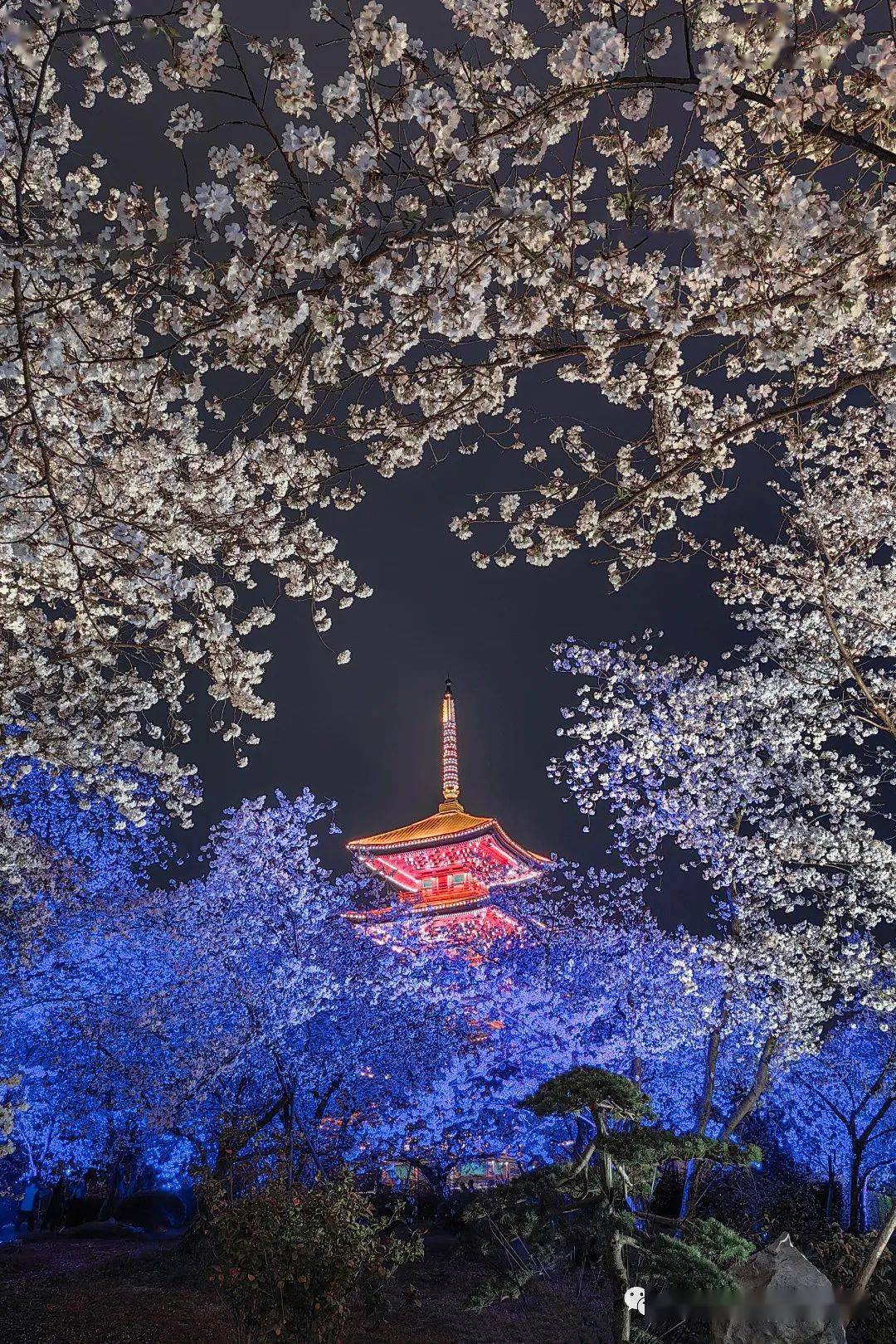 今晚20:00,最佳赏樱时间_武汉_华为_樱花