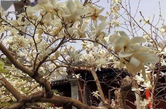 北京大觉寺古玉兰图片