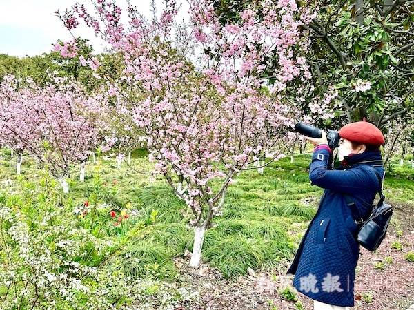 黄兴公园海棠文化节开幕,"公园 校园"携手丰富游园体验_种植_开幕式