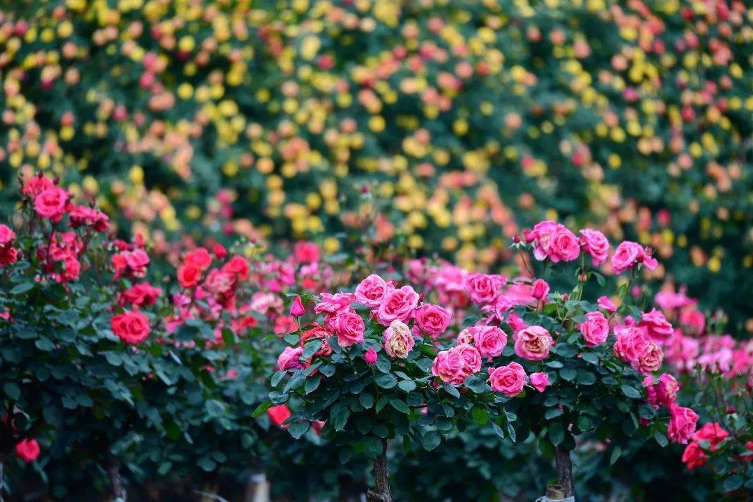 4月3日盛大开园!_玫瑰庄园_花海中_老人