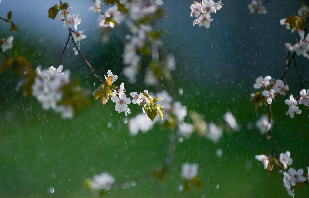 极美雨花