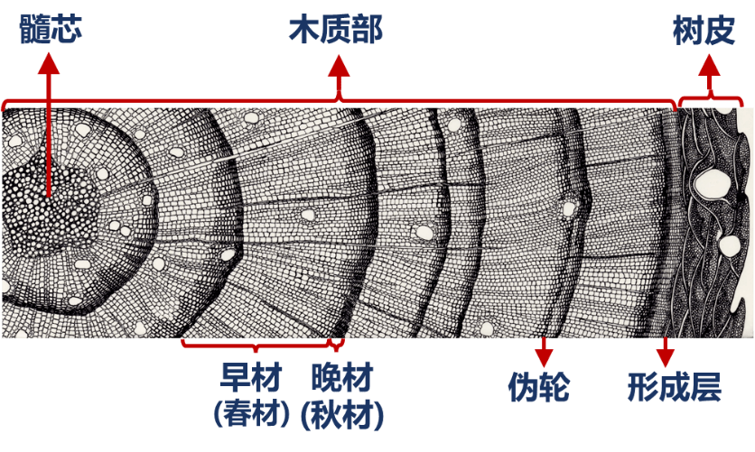 树木形成层的清晰图片图片