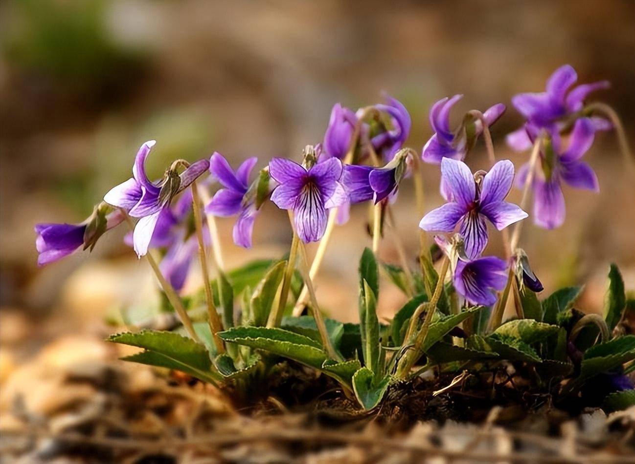 戟叶堇菜和紫花地丁图片