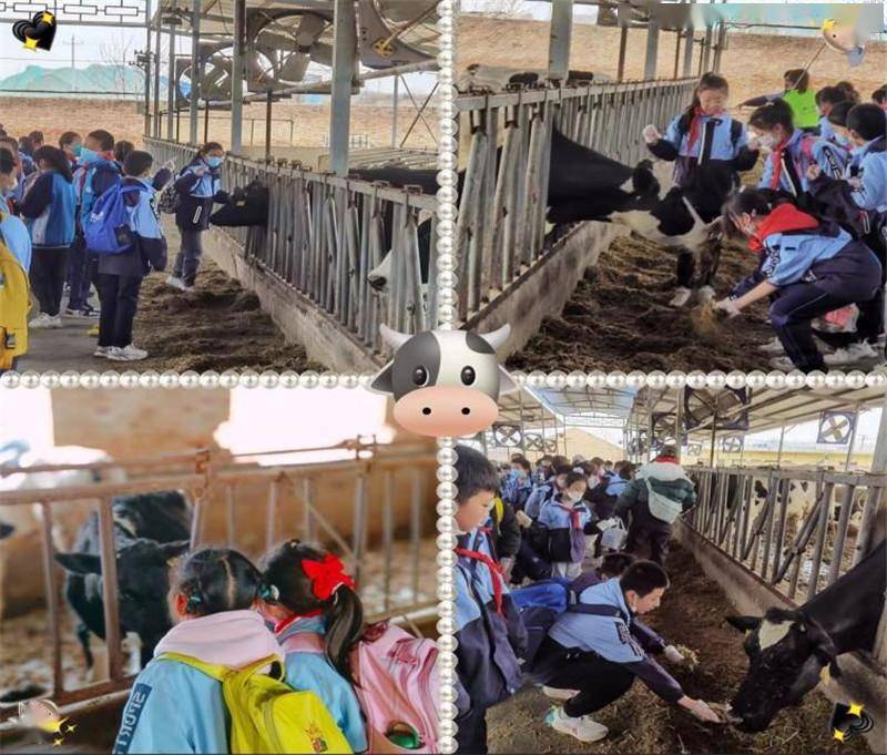 第一站同学们来到绿优牧场观看机械化采奶过程,了解奶牛相关知识,参观