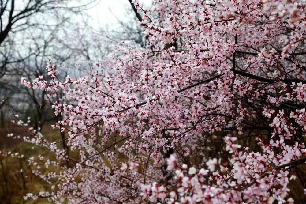 彭阳县:桃花开了 带你"桃"醉整个春天_固原市_旅游_宁夏