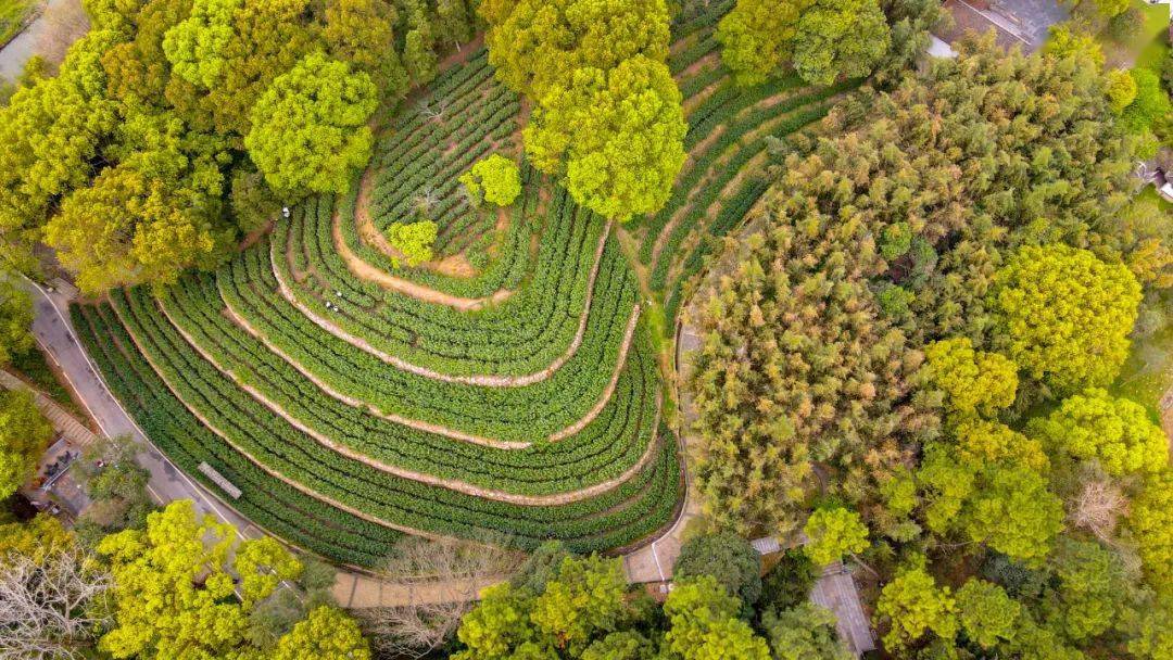 君山茶园里每一颗茶树都绽放春意在一座座茶山在君山岛在岳阳花放鸟鸣