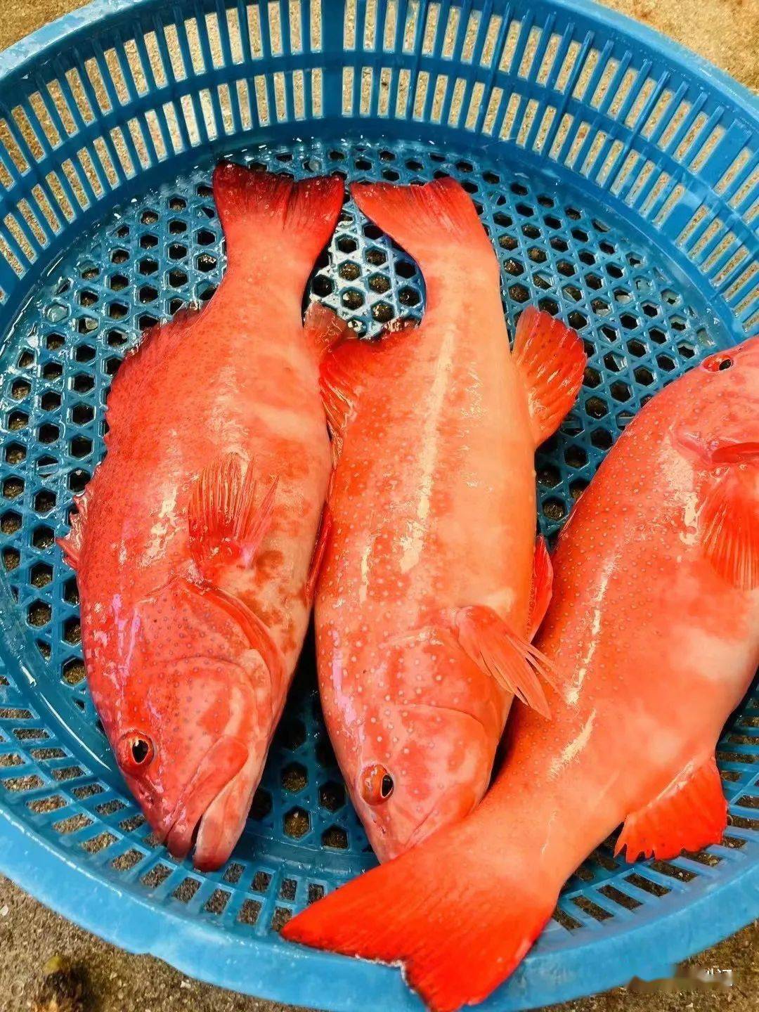 麻(学名:油斑)5,鲈麻(学名:油斑)4,土过(学名:六带石斑鱼)3,青石斑鱼2