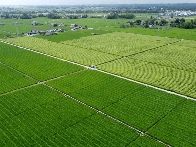 邛崃：机械化育苗助春耕