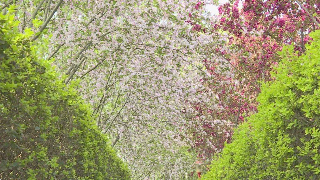 这么近 那么美 周末到河北丨石家庄鹿泉区石柏公园:海棠花开 楚楚动人