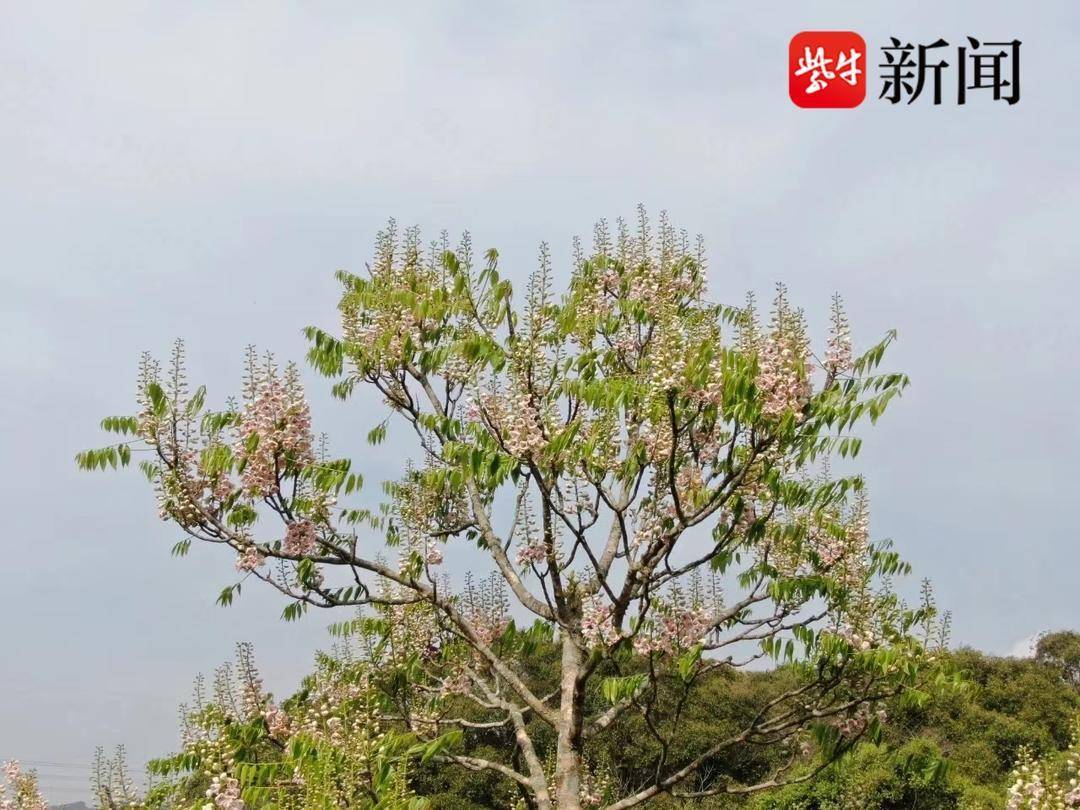 紫弹树（卧室适合放的花和绿植） 第2张