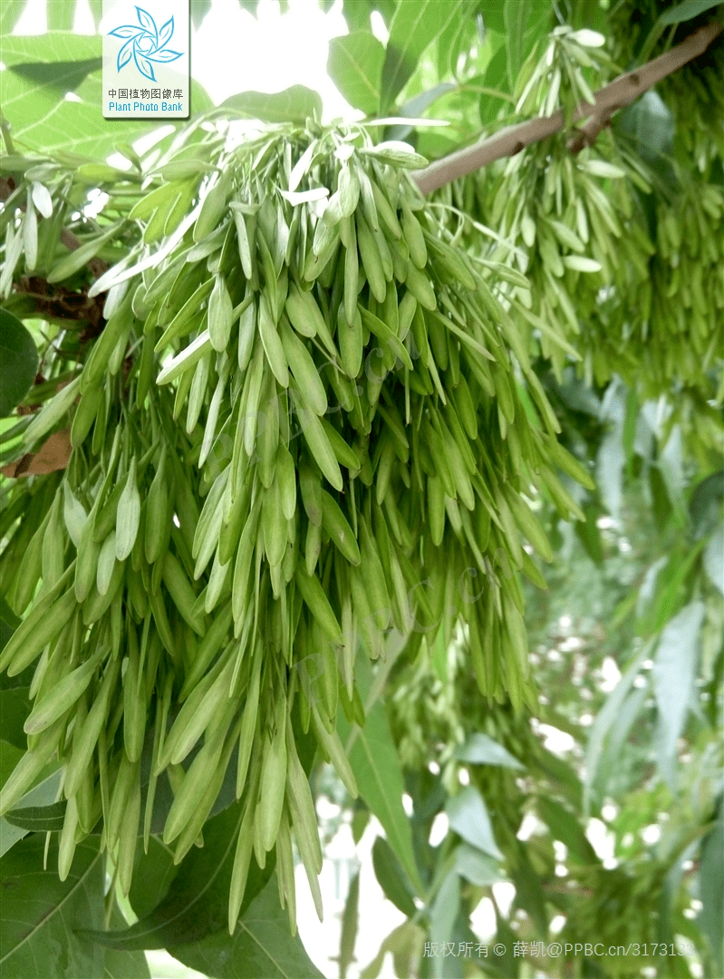 如何应对过敏季,小研来支招～_花粉_进行_浓度