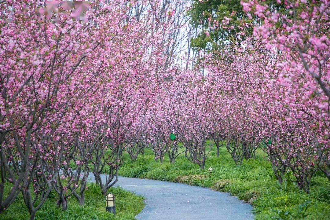 海棠林这个星期因晋朝时生长在西府而得名蔷薇科苹果属植物西府海棠因