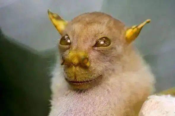 千年罕见的奇兽大全,一个比一个奇怪,见过3种算你厉害!