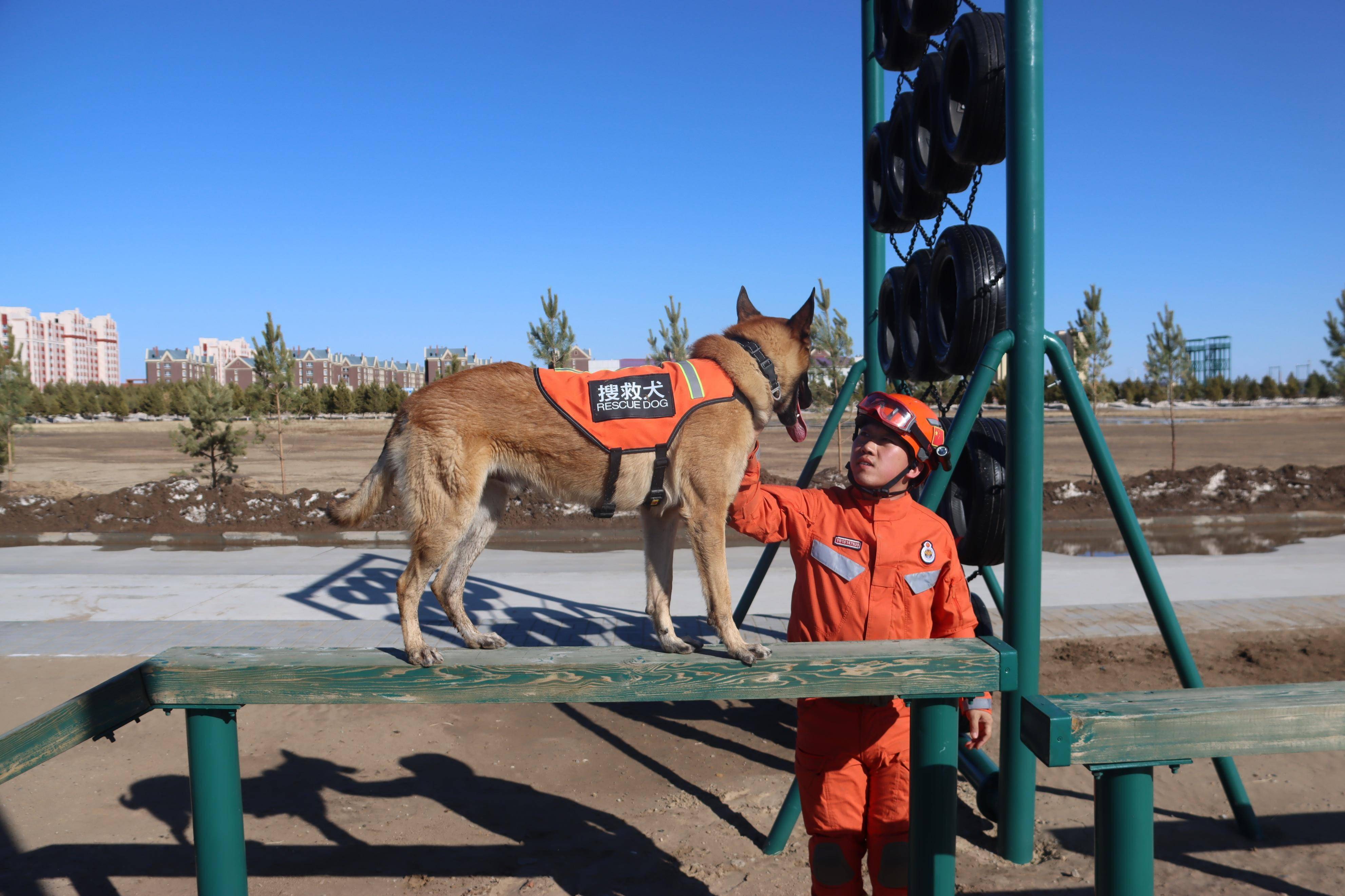 对标需求——呼伦贝尔市森林消防支队积极开展搜救犬专业训练_训导员