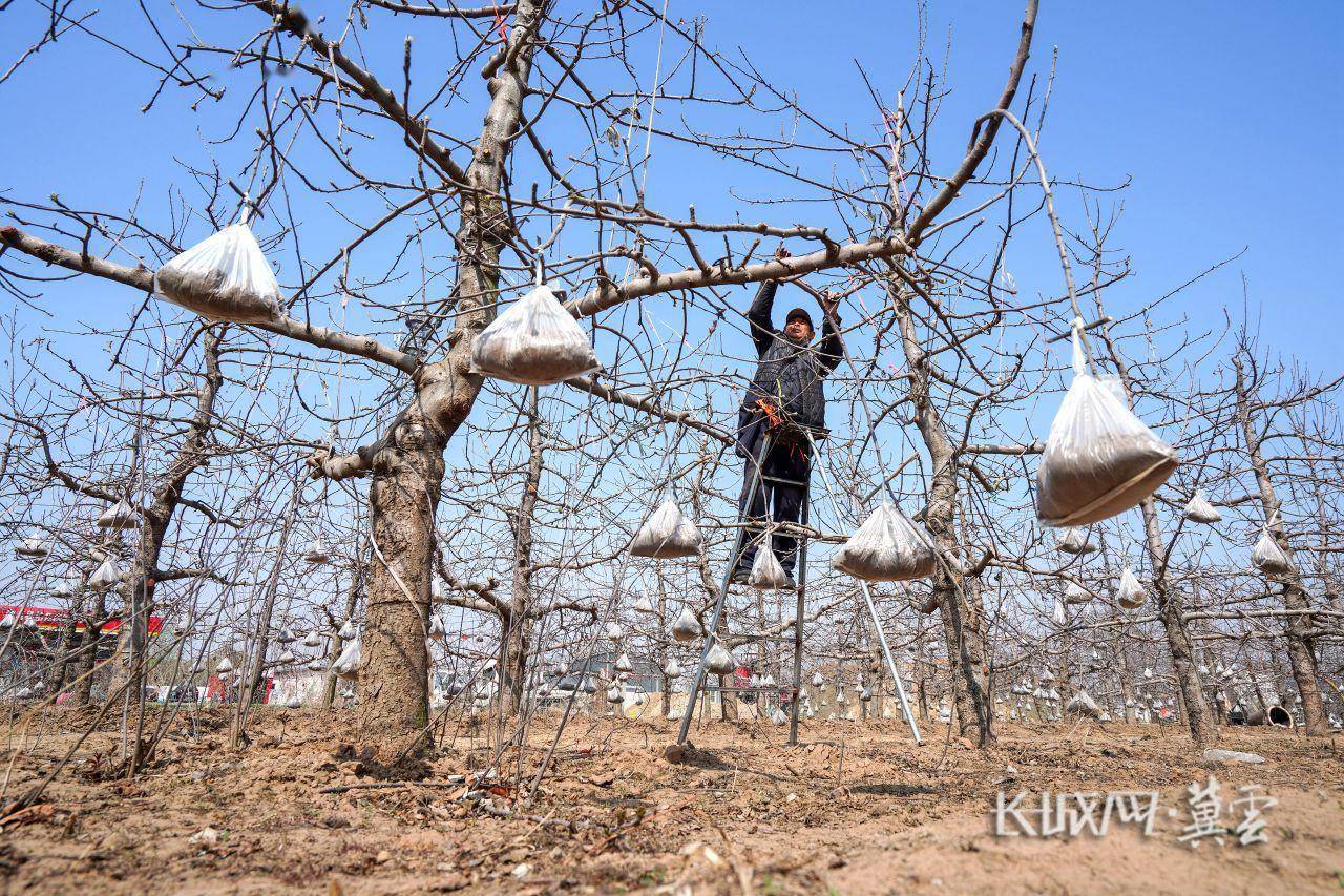 河北滦南:苹果树拉枝忙_唐山_张永新_苹果园