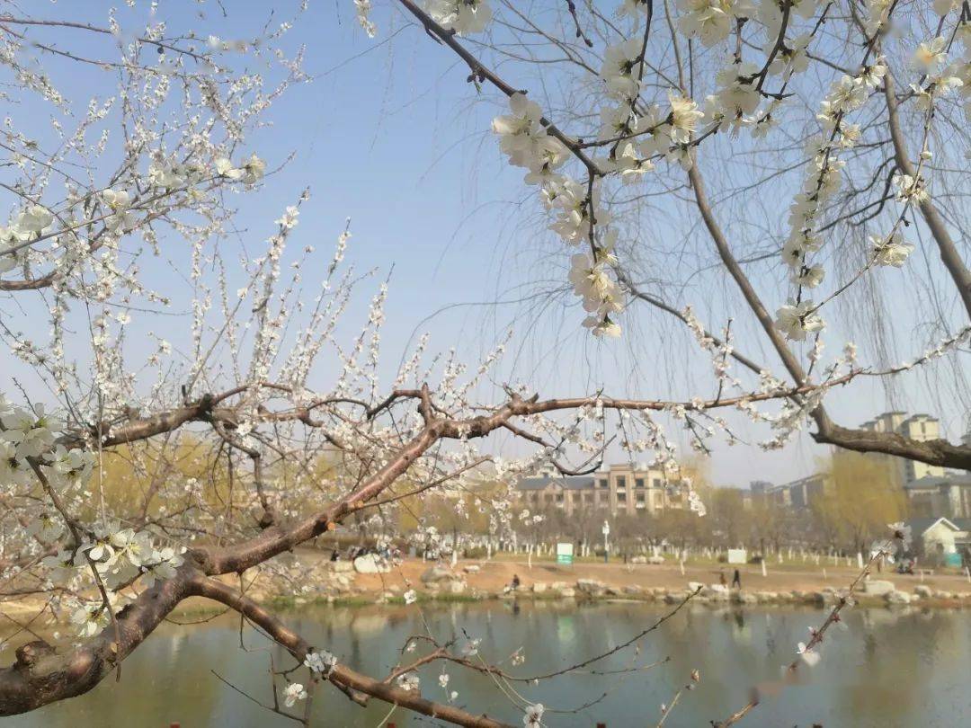 紫金山公园又火了!不来错过一年~_抚宁_山桃_微信