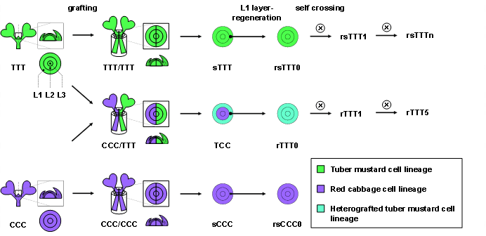 基因嵌合图片