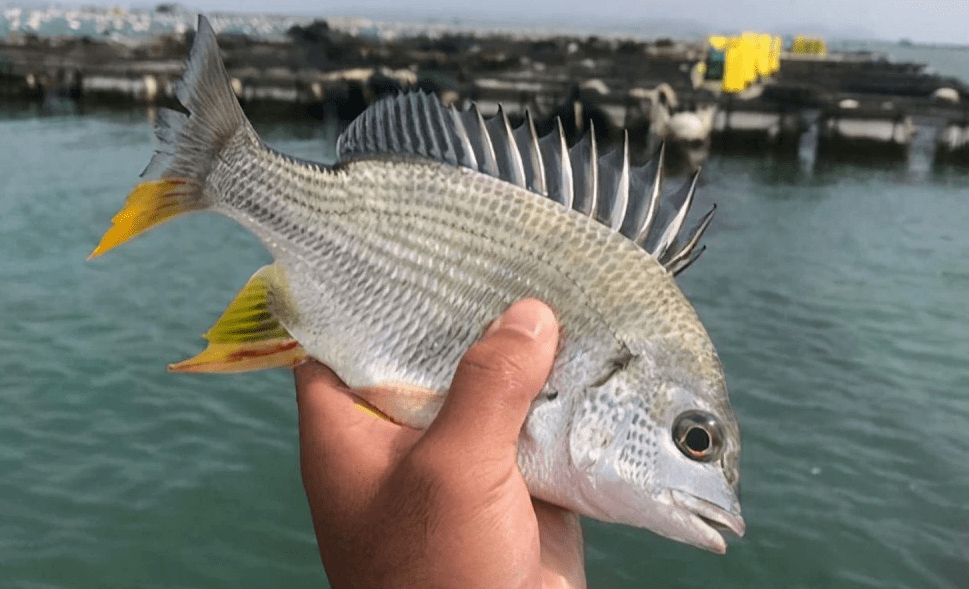 传说中世界最好吃的鱼"黄鳍鲷"_鱼饵_海钓_是一种