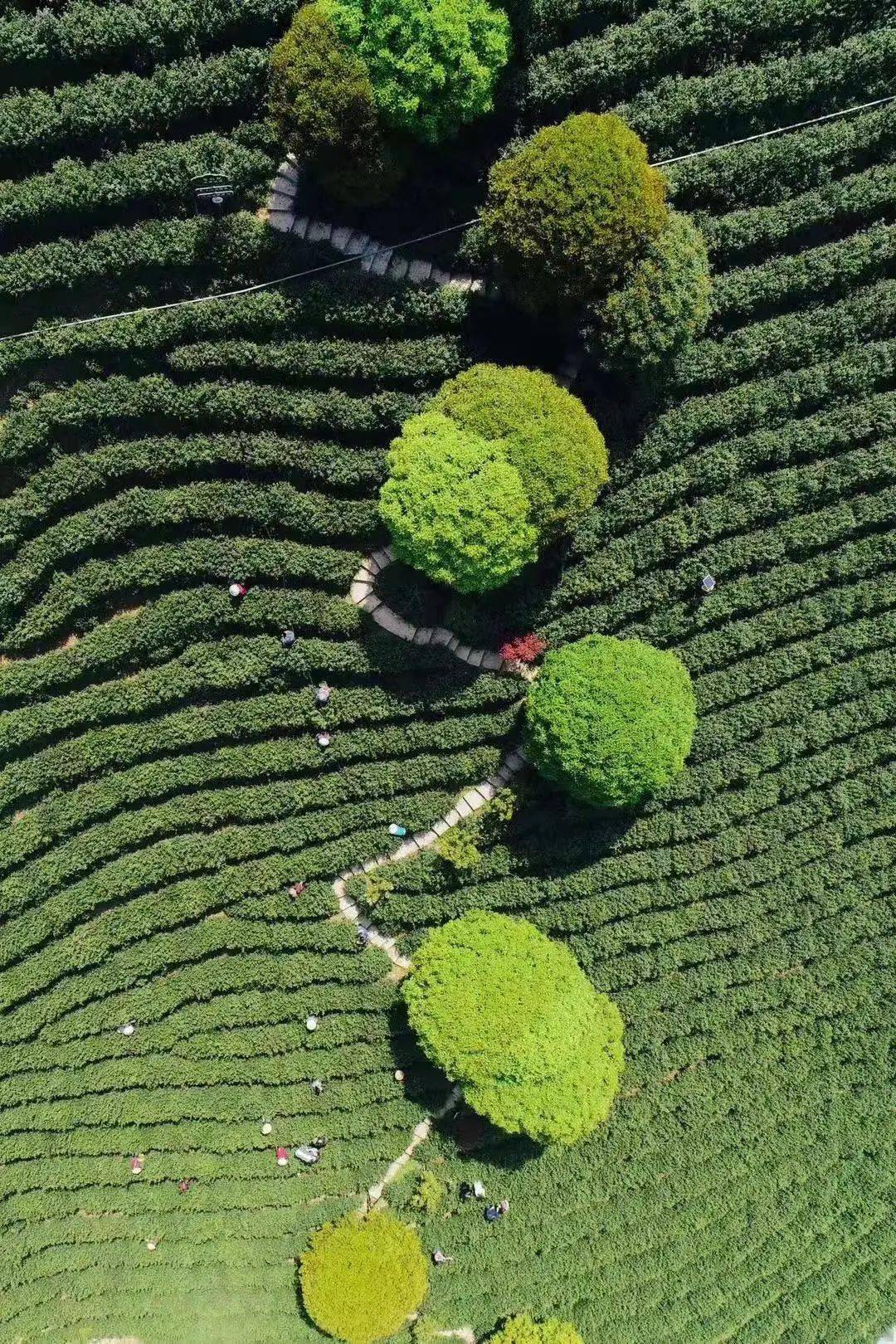 新安江_茶山_樱花