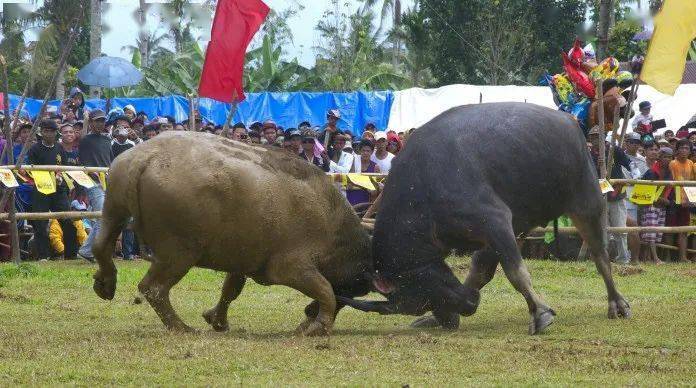 响应动保呼声 菲律宾莱特省取消年度斗牛