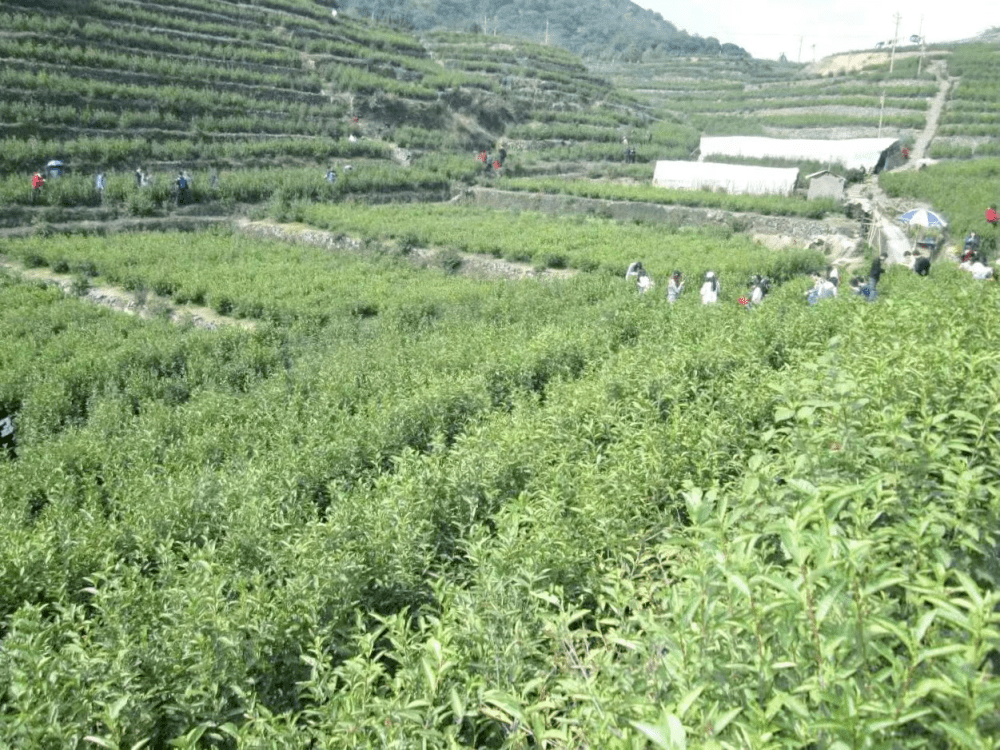 春茶已飘香，那一次就用指尖触摸春天吧~