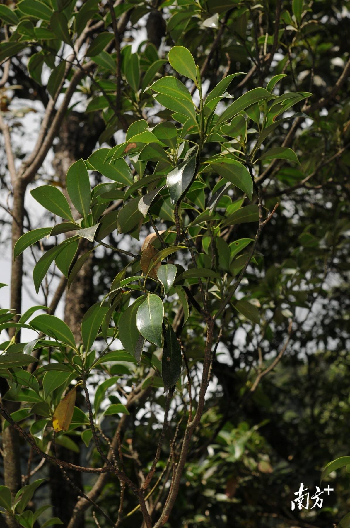 长叶竹柏宽叶粗榧等3种被子植物有长梗木莲见血封喉细叶石仙桃