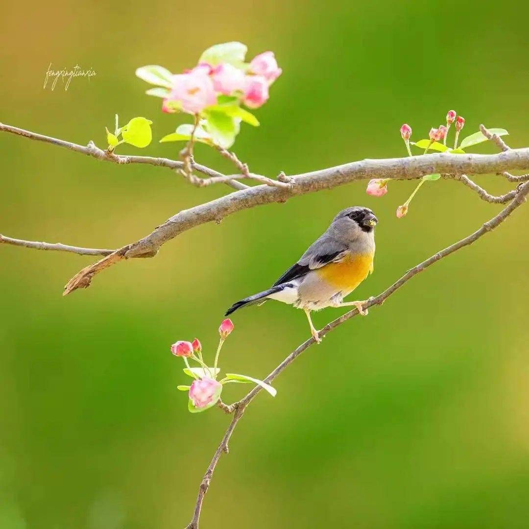 行摄ii【生态拍摄】 4月11-12日 周末潍坊拍鸟,深度创作,确保出片