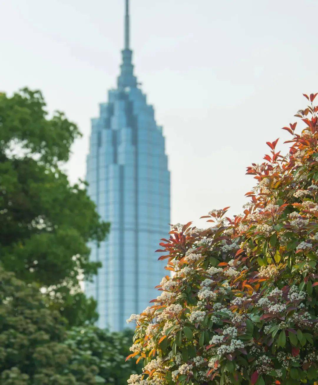 石楠花为什么叫最污花（石楠花好臭为什么满大街都种） 第1张