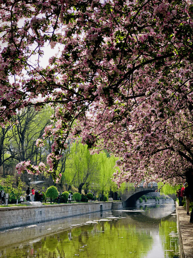 图虫创意)23种海棠品种红巴伦,红玉,草莓果冻等雪坠,高原之火,当娜