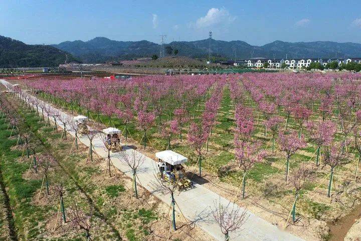 花园村天香湾赏花正当时!_景区_浙江省_旅游