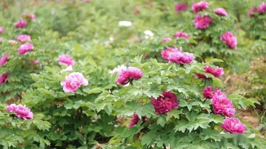今日开园!汉阴花遇湾538种牡丹,花开成海,朵朵惊艳