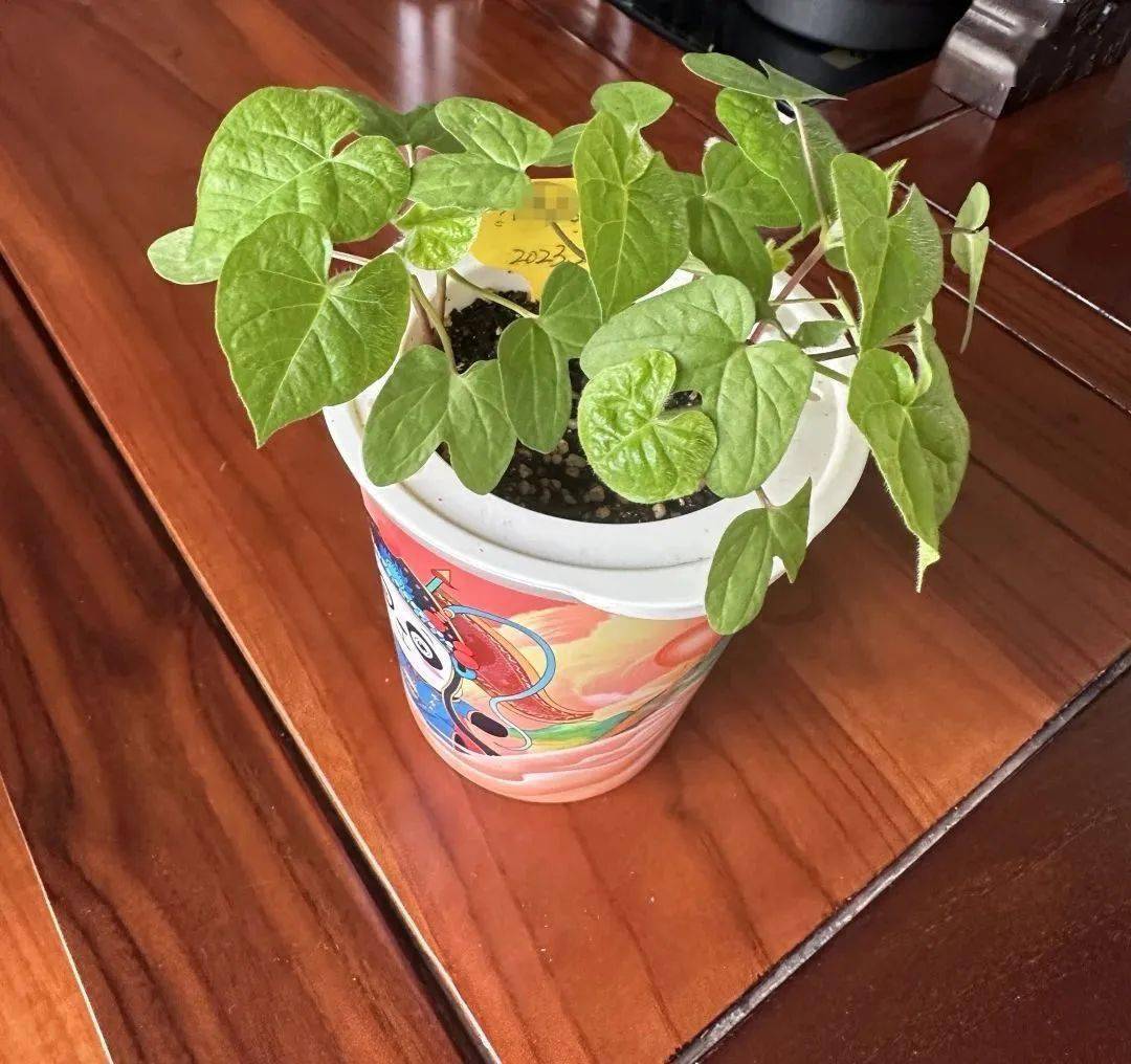 植物才是真正的"治疗师"!园艺治疗证书班招生啦!