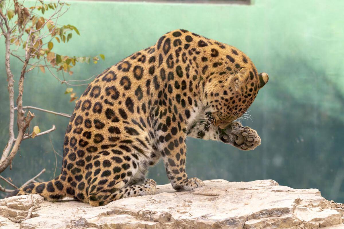 像豹子一樣的動物叫什麼 像豹的動物_身體_獵豹_雲豹