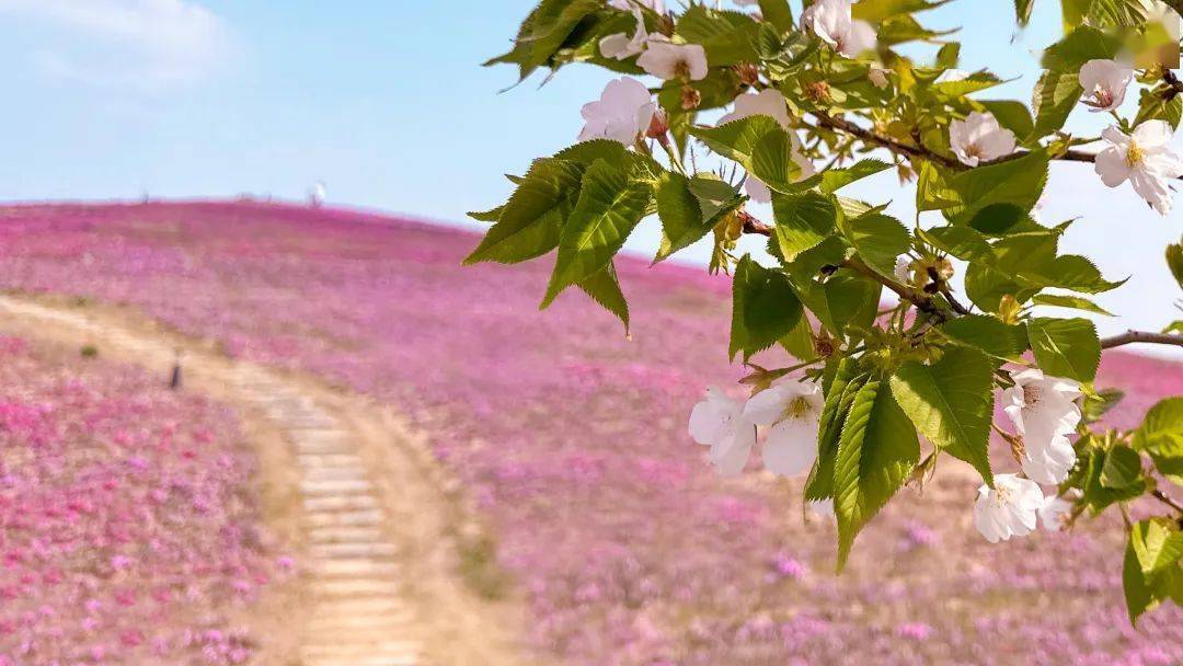 相约安徽·向春而行丨4月8日-9日,华佗百草园首届花朝节来袭!