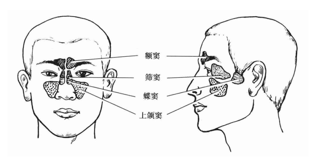 鼻窦