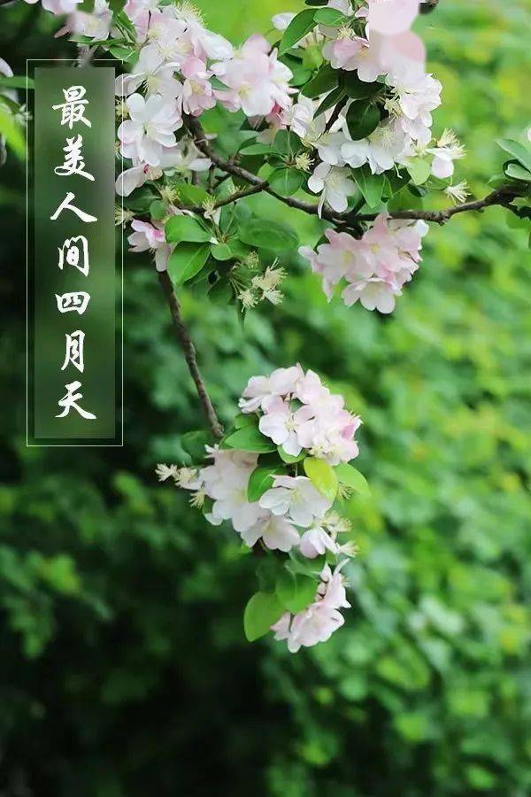 最美人间四月天,不负春光不负卿