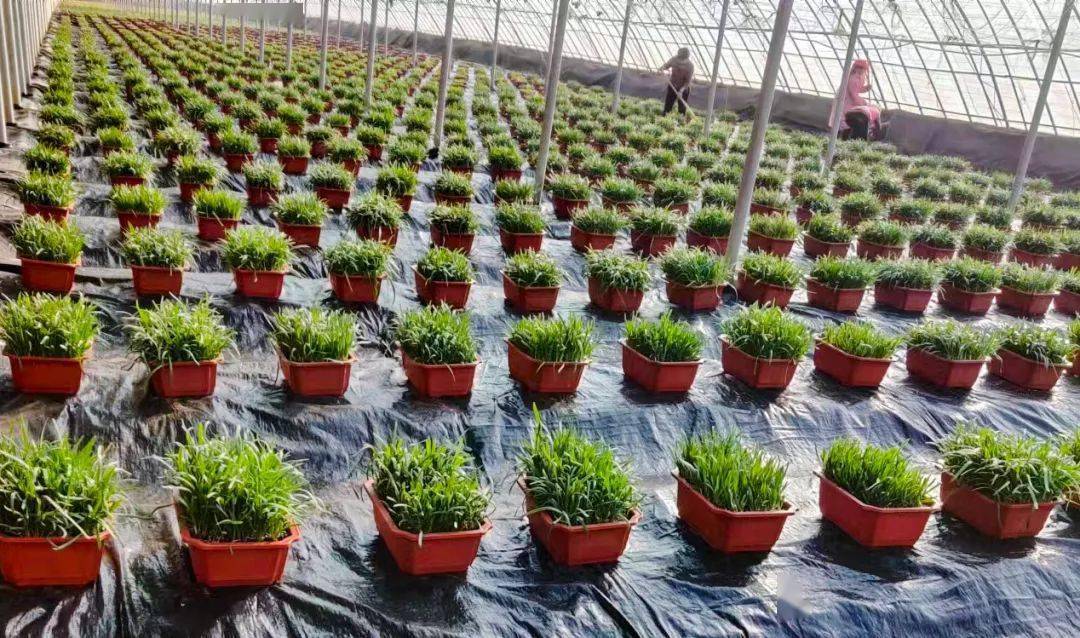 卖出7棵韭菜根——文家韭菜盘活农业"废弃物经济"_蔡西村_种植_收入