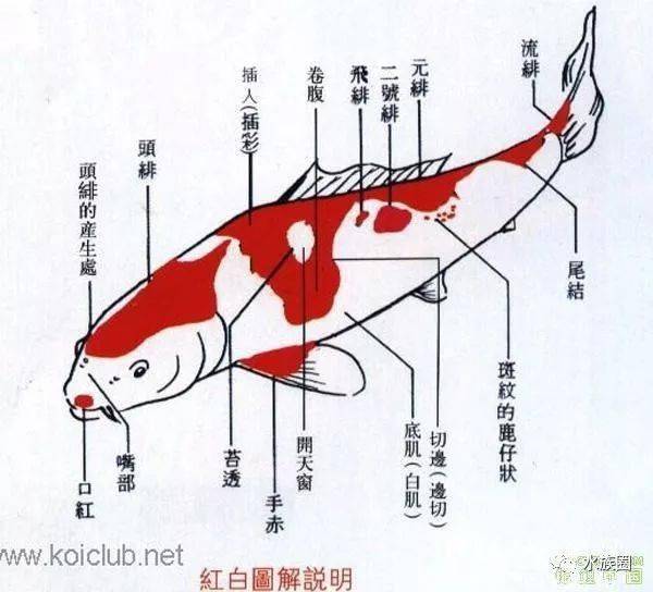 锦鲤的辨别与鉴赏 |【水族圈低调分享】