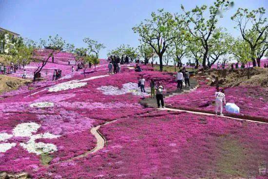 休闲赏花雨花谷庄园位于唐山迁西县大黑汀水库(栗乡湖)东岸,景区由